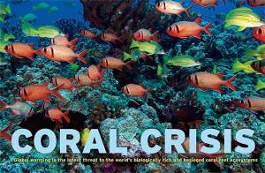 coral reef crisis