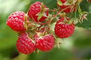 Raspberries - Natures Gold