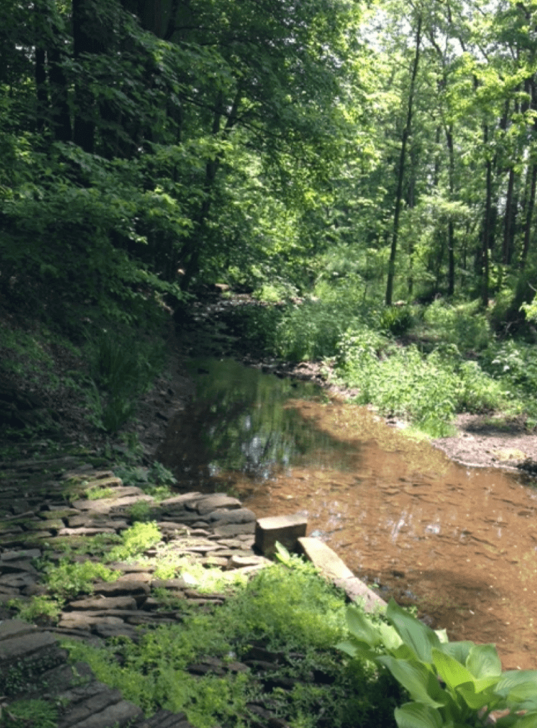eastern pa wooded creek