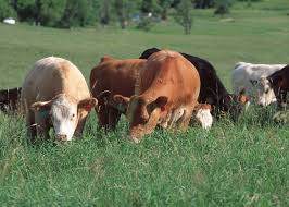 Grass Fed Cows