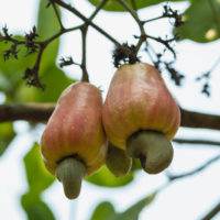 Cashews growing on the tree