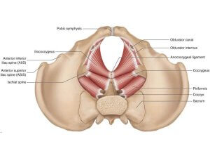 Pelvic Floor Muscle